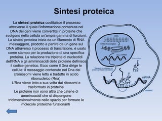 La  sintesi proteica  costituisce il processo attraverso il quale l'informazione contenuta nel DNA dei geni viene convertita in proteine che svolgono nella cellula un'ampia gamma di funzioni. La sintesi proteica inizia da un filamento di RNA messaggero, prodotto a partire da un gene sul DNA attraverso il processo di trascrizione, è usato come stampo per la produzione di una specifica proteina. La relazione tra triplette di nucleotidi dell'RNA e gli amminoacidi delle proteine definisce il codice genetico. Ecco come il Dna dirige le cellule: il messaggio contenuto nel Dna dei cromosomi viene letto e tradotto in acido ribonucleico (Rna)  L'Rna viene letto a sua volta dai ribosomi e trasformato in proteine  Le proteine non sono altro che catene di amminoacidi che si dispongono tridimensionalmente nello spazio per formare le molecole proteiche funzionanti  Sintesi proteica 