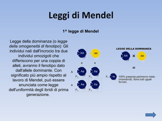 Leggi di Mendel Legge della dominanza (o  legge della omogeneità di fenotipo ): Gli individui nati dall'incrocio tra due individui omozigoti che differiscono per una coppia di alleli, avranno il fenotipo dato dall'allele dominante. Con significato più ampio rispetto al lavoro di Mendel, può essere enunciata come legge dell'uniformità degli ibridi di prima generazione.  1^ legge di Mendel 