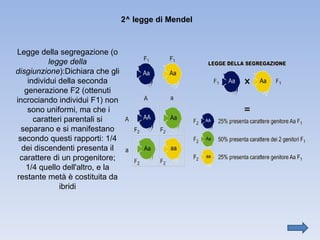 2^ legge di Mendel Legge della segregazione (o  legge della disgiunzione ):Dichiara che gli individui della seconda generazione F2 (ottenuti incrociando individui F1) non  sono uniformi, ma che i caratteri parentali si separano e si manifestano secondo questi rapporti: 1/4 dei discendenti presenta il carattere di un progenitore; 1/4 quello dell'altro, e la restante metà è costituita da ibridi 