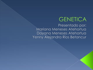 GENETICA Presentado por: Mariana Meneses Atehortua Dayana Meneses Atehortua Yenny Alejandra Ríos Betancur 