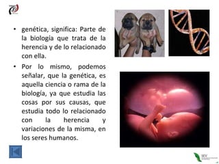 genética, significa: Parte de la biología que trata de la herencia y de lo relacionado con ella. Por lo mismo, podemos señalar, que la genética, es aquella ciencia o rama de la biología, ya que estudia las cosas por sus causas, que estudia todo lo relacionado con la herencia y variaciones de la misma, en los seres humanos.  