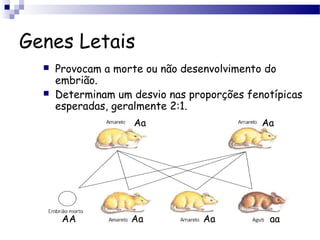 Genes Letais
 Provocam a morte ou não desenvolvimento do
embrião.
 Determinam um desvio nas proporções fenotípicas
esperadas, geralmente 2:1.
Aa Aa
Aa Aa aaAA
 