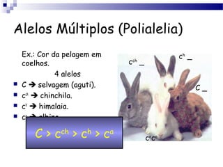 Alelos Múltiplos (Polialelia)
Ex.: Cor da pelagem em
coelhos.
4 alelos
 C  selvagem (aguti).
 cch
 chinchila.
 ch
 himalaia.
 ca
 albino.
C > cch
> ch
> ca
C _
cch
_
ch
_
ca
ca
 