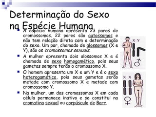 Determinação do Sexo
na Espécie Humana A espécie humana apresenta 23 pares de
cromossomos. 22 pares são autossomos e
não tem relação direta com a determinação
do sexo. Um par, chamado de alossomos (X e
Y), são os cromossomos sexuais.
 A mulher apresenta dois alossomos X e é
chamada de sexo homogamético, pois seus
gametas sempre terão o cromossomo X.
 O homem apresenta um X e um Y e é o sexo
heterogamético, pois seus gametas serão
metade com cromossomo X e metade com
cromossomo Y.
 Na mulher, um dos cromossomos X em cada
célula permanece inativo e se constitui na
cromatina sexual ou corpúsculo de Barr.
 