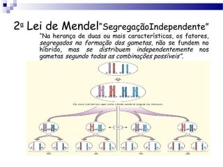 2a
Lei de Mendel“SegregaçãoIndependente”
“Na herança de duas ou mais características, os fatores,
segregados na formação dos gametas, não se fundem no
híbrido, mas se distribuem independentemente nos
gametas segundo todas as combinações possíveis”.
 