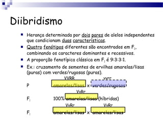 Diibridismo
 Herança determinada por dois pares de alelos independentes
que condicionam duas características.
 Quatro fenótipos diferentes são encontrados em F2,
combinando os caracteres dominantes e recessivos.
 A proporção fenotípica clássica em F2 é 9:3:3:1.
 Ex.: cruzamento de sementes de ervilhas amarelas/lisas
(puras) com verdes/rugosas (puras).
P amarelas/lisas x verdes/rugosas
F1 100% amarelas/lisas (híbridas)
F1 amarelas/lisas x amarelas/lisas
VVRR vvrr
VvRr
VvRr VvRr
 