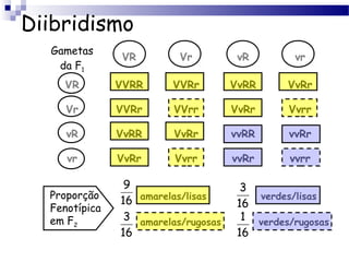 Diibridismo
amarelas/lisas verdes/lisas
amarelas/rugosas verdes/rugosas
Gametas
da F1
VR Vr vR vr
VR VVRR VVRr VvRR VvRr
Vr VVRr VVrr VvRr Vvrr
vR VvRR VvRr vvRR vvRr
vr VvRr Vvrr vvRr vvrr
Proporção
Fenotípica
em F2
16
9
16
3
16
3
16
1
 