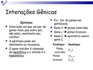 Interações Gênicas
Epistasia
 Interação em que um par de
genes inibe que outro par,
não alelo, manifeste seu
caráter.
 A epistasia pode ser
dominante ou recessiva.
 O gene inibidor é chamado
de epistático e o inibido é o
hipostático.
 Ex.: Cor da penas em
galináceos.
 Gene C  penas coloridas.
 Gene c  penas brancas.
 Gene I  epistático sobre
gene C.
Fenótipos Genótipos
Penas
coloridas
C_ii
Penas cc_ _
brancas C_I_
 