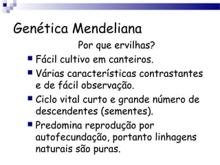 Genética Mendeliana
Por que ervilhas?
 Fácil cultivo em canteiros.
 Várias características contrastantes
e de fácil observação.
 Ciclo vital curto e grande número de
descendentes (sementes).
 Predomina reprodução por
autofecundação, portanto linhagens
naturais são puras.
 