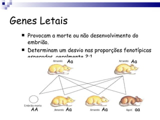 Genes Letais Provocam a morte ou não desenvolvimento do embrião. Determinam um desvio nas proporções fenotípicas esperadas, geralmente 2:1. Aa Aa Aa Aa aa AA 