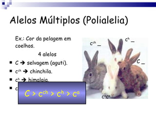 Alelos Múltiplos (Polialelia) Ex.: Cor da pelagem em coelhos. 4 alelos C    selvagem (aguti). c ch     chinchila. c h     himalaia. c a     albino. C > c ch  > c h  > c a C _ c ch  _ c h  _ c a c a 
