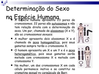 Determinação do Sexo na Espécie Humana A espécie humana apresenta 23 pares de cromossomos. 22 pares são  autossomos  e não tem relação direta com a determinação do sexo. Um par, chamado de  alossomos  (X e Y), são os  cromossomos   sexuais . A mulher apresenta dois alossomos X e é chamada de  sexo   homogamético , pois seus gametas sempre terão o cromossomo X. O homem apresenta um X e um Y e é o  sexo   heterogamético , pois seus gametas serão metade com cromossomo X e metade com cromossomo Y. Na mulher, um dos cromossomos X em cada célula permanece inativo e se constitui na  cromatina   sexual  ou  corpúsculo   de   Barr . 