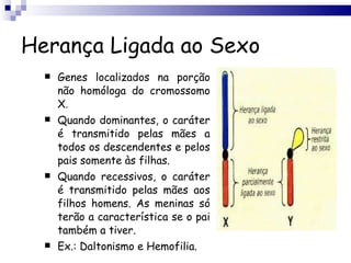 Herança Ligada ao Sexo Genes localizados na porção não homóloga do cromossomo X. Quando dominantes, o caráter é transmitido pelas mães a todos os descendentes e pelos pais somente às filhas. Quando recessivos, o caráter é transmitido pelas mães aos filhos homens. As meninas só terão a característica se o pai também a tiver. Ex.: Daltonismo e Hemofilia. 