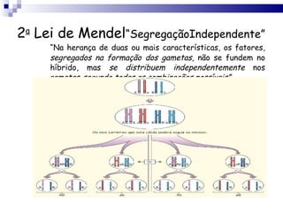 2 a  Lei de Mendel “SegregaçãoIndependente” “ Na herança de duas ou mais características, os fatores,  segregados na formação dos gametas , não se fundem no híbrido, mas  se distribuem independentemente  nos gametas  segundo todas as combinações possíveis” . 