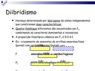 Diibridismo Herança determinada por  dois   pares  de alelos independentes que condicionam  duas   características . Quatro   fenótipos  diferentes são encontrados em F 2 , combinando os caracteres dominantes e recessivos. A proporção fenotípica clássica em F 2  é 9:3:3:1. Ex.: cruzamento de sementes de ervilhas amarelas/lisas (puras) com verdes/rugosas (puras). P  amarelas/lisas   x  verdes/rugosas F 1   100%  amarelas/lisas  (híbridas) F 1   amarelas/lisas   x  amarelas/lisas VVRR vvrr VvRr VvRr VvRr 