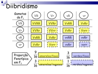 Diibridismo   amarelas/lisas  verdes/lisas   amarelas/rugosas  verdes/rugosas Proporção Fenotípica em F 2 Gametas da F 1 VR Vr vR vr VR VVRR VVRr VvRR VvRr Vr VVRr VVrr VvRr Vvrr vR VvRR VvRr vvRR vvRr vr VvRr Vvrr vvRr vvrr 
