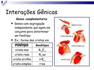 Interações Gênicas Genes complementares Genes com segregação independente que agem em conjunto para determinar um fenótipo. Ex.: forma das cristas em galináceos. Fenótipos Genótipos crista noz R_E_ crista rosa R_ee crista ervilha rrE_ crista simples rree 