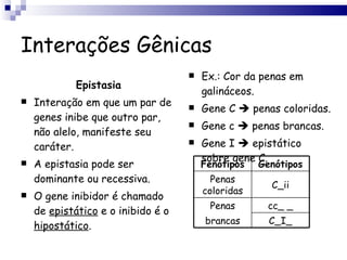 Interações Gênicas Epistasia Interação em que um par de genes inibe que outro par, não alelo, manifeste seu caráter. A epistasia pode ser dominante ou recessiva. O gene inibidor é chamado de  epistático  e o inibido é o  hipostático . Ex.: Cor da penas em galináceos. Gene C    penas coloridas. Gene c    penas brancas. Gene I    epistático sobre gene C. Fenótipos Genótipos Penas coloridas C_ii Penas cc_ _ brancas C_I_ 