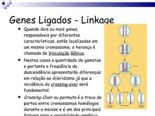 Genes Ligados - Linkage Quando dois ou mais genes, responsáveis por diferentes características, estão localizados em um mesmo cromossomo, a herança é chamada de  Vinculação   Gênica . Nestes casos a quantidade de gametas e portanto a freqüência da descendência apresentarão diferenças em relação ao diibridismo já que a incidência do  crossing-over  será fundamental. Crossing-Over  ou  permuta  é a troca de partes entre cromossomos homólogos durante a meiose e é um dos principais fatores para a variabilidade genética. 