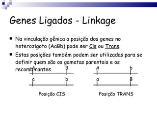 Genes Ligados - Linkage Na vinculação gênica a posição dos genes no heterozigoto (AaBb) pode ser  Cis  ou  Trans . Estas posições também podem ser utilizadas para se definir quem são os gametas parentais e os recombinantes. A B a b Posição CIS A b a B Posição TRANS 