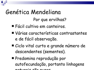 Genética Mendeliana Por que ervilhas? Fácil cultivo em canteiros. Várias características contrastantes e de fácil observação. Ciclo vital curto e grande número de descendentes (sementes). Predomina reprodução por autofecundação, portanto linhagens naturais são puras. 