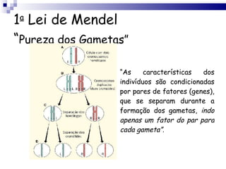 1 a  Lei de Mendel “ Pureza dos Gametas” “ As características dos indivíduos são condicionadas por pares de fatores (genes), que se separam durante a formação dos gametas,  indo apenas um fator do par para cada gameta” . 