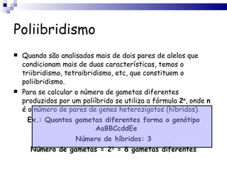 Poliibridismo Quando são analisados mais de dois pares de alelos que condicionam mais de duas características, temos o triibridismo, tetraibridismo, etc, que constituem o poliibridismo. Para se calcular o número de gametas diferentes produzidos por um poliíbrido se utiliza a fórmula  2 n , onde  n  é o número de pares de genes heterozigotos (híbridos). Ex.: Quantos gametas diferentes forma o genótipo AaBBCcddEe  Número de híbridos: 3 Número de gametas = 2 3  = 8 gametas diferentes 