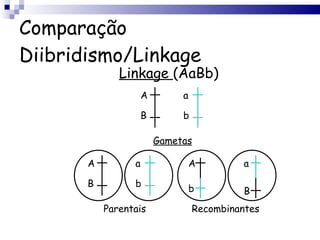 Comparação Diibridismo/Linkage Linkage  (AaBb) A B a b Gametas A B a b A b a B Parentais Recombinantes 