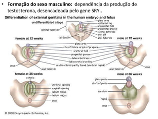 Formação do sexo masculino:  dependência da produção de testosterona, desencadeada pelo gene SRY.. 