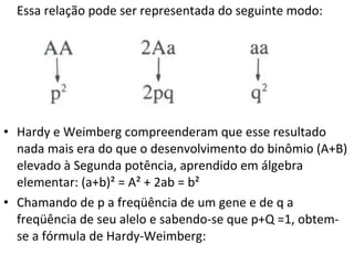 Essa relação pode ser representada do seguinte modo: Hardy e Weimberg compreenderam que esse resultado nada mais era do que o desenvolvimento do binômio (A+B) elevado à Segunda potência, aprendido em álgebra elementar: (a+b)² = A² + 2ab = b² Chamando de p a freqüência de um gene e de q a freqüência de seu alelo e sabendo-se que p+Q =1, obtem-se a fórmula de Hardy-Weimberg: 