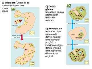 C) Deriva gênica:  f requencia gênica alterada por desastres naturais D) Princípio do fundador:  tipo extremo de deriva, na qual uma pequena porção  do indivíduos migra, dando origem a uma população diferente da original. B)  Migração : Chegada de novos indivíduos, com novos  genes 