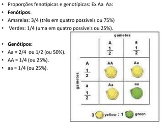 Proporções fenotípicas e genotípicas: Ex Aa  Aa: Fenótipos :  Amarelas: 3/4 (três em quatro possíveis ou 75%) Verdes: 1/4 (uma em quatro possíveis ou 25%). Genótipos: Aa = 2/4  ou 1/2 (ou 50%). AA = 1/4 (ou 25%). aa = 1/4 (ou 25%). 