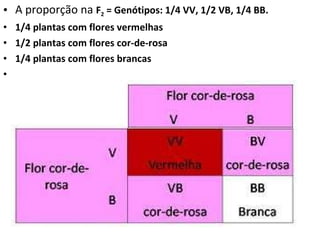 A proporção na  F 2  = Genótipos: 1/4 VV, 1/2 VB, 1/4 BB. 1/4 plantas com flores vermelhas 1/2 plantas com flores cor-de-rosa 1/4 plantas com flores brancas   