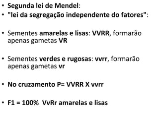 Segunda lei de Mendel :  "lei da segregação independente do fatores" :  Sementes  amarelas e lisas :  VVRR , formarão apenas gametas  VR Sementes  verdes e rugosas :  vvrr , formarão apenas gametas  vr  No cruzamento P= VVRR X vvrr  F1 = 100%  VvRr amarelas e lisas  