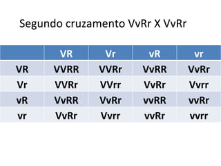 Segundo cruzamento VvRr X VvRr VR Vr vR vr VR VVRR VVRr VvRR VvRr Vr VVRr VVrr VvRr Vvrr vR VvRR VvRr vvRR vvRr vr VvRr Vvrr vvRr vvrr 