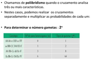 Chamamos de  poliibridismo  quando o cruzamento analisa três ou mais características.  Nestes casos, podemos realizar  os cruzamentos separadamente e multiplicar as probabilidades de cada um: Para determinar o número gametas  :  2 n 