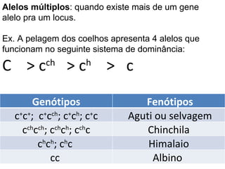 Alelos múltiplos : quando existe mais de um gene alelo pra um locus.  Ex. A pelagem dos coelhos apresenta 4 alelos que funcionam no seguinte sistema de dominância: C  > c ch   > c h   >  c Genótipos   Fenótipos c + c + ;  c + c ch ; c + c h ; c + c   Aguti ou selvagem c ch c ch ; c ch c h ; c ch c   Chinchila  c h c h ; c h c  Himalaio cc  Albino  