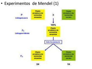 Experimentos  de Mendel (1) 