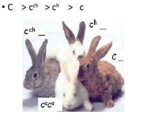 C  > c ch   > c h   >  c 