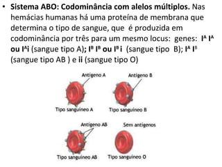 Sistema ABO: Codominância com alelos múltiplos.  Nas hemácias humanas há uma proteína de membrana que determina o tipo de sangue, que  é produzida em codominância por três para um mesmo locus:  genes:  I A  I A  ou I A i  (sangue tipo A) ; I B  I B  ou I B  i  (sangue tipo  B);  I A  I B  (sangue tipo AB ) e  ii  (sangue tipo O) 