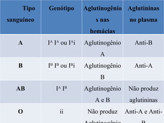 Tipo sanguíneo Genótipo Aglutinogênios nas hemácias Aglutininas no plasma A I A  I A  ou I A i Aglutinogênio A Anti-B B I B  I B  ou I B i Aglutinogênio B Anti-A AB I A  I B Aglutinogênio A e B Não produz aglutininas O ii Não produz Aglutinogênio Anti-A e Anti-B 
