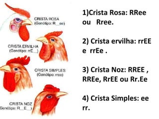 1)Crista Rosa: RRee ou  Rree. 2) Crista ervilha: rrEE e  rrEe . 3) Crista Noz: RREE , RREe, RrEE ou Rr.Ee 4) Crista Simples: ee rr.  