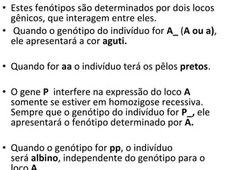 Estes fenótipos são determinados por dois locos gênicos, que interagem entre eles.    Quando o genótipo do indivíduo for  A_  ( A ou a) , ele apresentará a cor  aguti. Quando for  aa  o indivíduo terá os pêlos  pretos .  O gene  P  interfere na expressão do loco  A  somente se estiver em homozigose recessiva. Sempre que o genótipo do indivíduo for  P_,  ele apresentará o fenótipo determinado por  A.  Quando o genótipo for  pp , o indivíduo será  albino , independente do genótipo para o loco  A . 