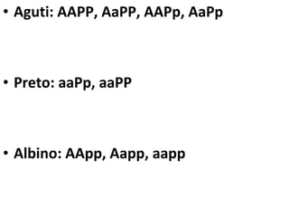 Aguti: AAPP, AaPP, AAPp, AaPp Preto: aaPp, aaPP Albino: AApp, Aapp, aapp 