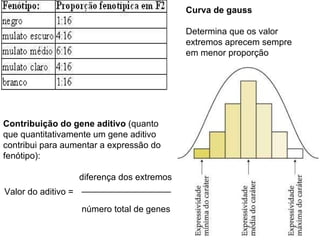 Curva de gauss Determina que os valor extremos aprecem sempre em menor proporção Contribuição do gene aditivo  (quanto que quantitativamente um gene aditivo contribui para aumentar a expressão do fenótipo): diferença dos extremos __________________ número total de genes Valor do aditivo = 