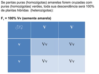 Se pantas puras (homozigotas) amarelas forem cruzadas com puras (homozigotas( verdes, toda sua descendência será 100% de plantas hibridas  (heterozigotas): F 1  = 100% Vv (semente amarela) ♂ /♀ V V v Vv Vv v Vv Vv 