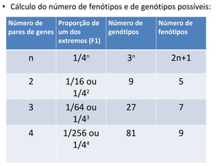 Cálculo do número de fenótipos e de genótipos possíveis: Número de pares de genes Proporção de um dos extremos (F1) Número de genótipos Número de fenótipos n 1/4 n 3 n 2n+1 2 1/16 ou 1/4 2 9 5 3 1/64 ou 1/4 3 27 7 4 1/256 ou 1/4 4 81 9 