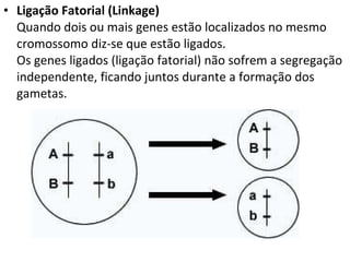 Ligação Fatorial (Linkage) Quando dois ou mais genes estão localizados no mesmo cromossomo diz-se que estão ligados. Os genes ligados (ligação fatorial) não sofrem a segregação independente, ficando juntos durante a formação dos gametas. 