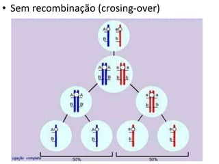 Sem recombinação (crosing-over) 