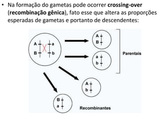 Na formação do gametas pode ocorrer  crossing-over  ( recombinação gênica ), fato esse que altera as proporções esperadas de gametas e portanto de descendentes: 
